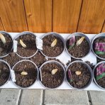 Okrasný cesnak (Allium) ´OSTARA´, kont. C1L